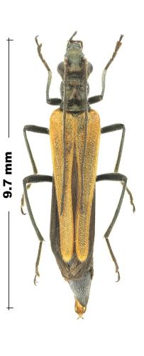 Réf. 294 025 : Oedemera femorata